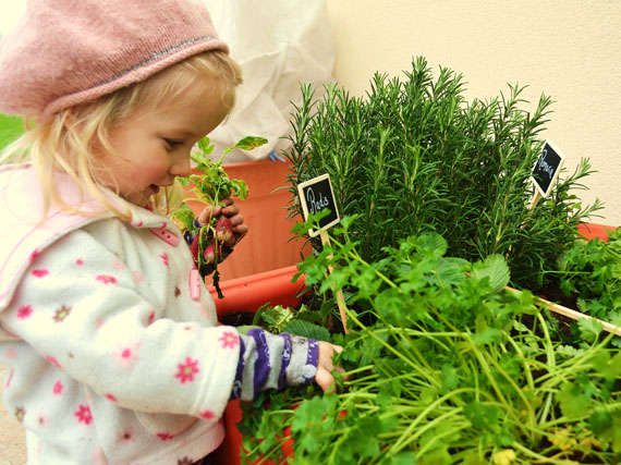 Un minijardn de aromticas (1 parte)